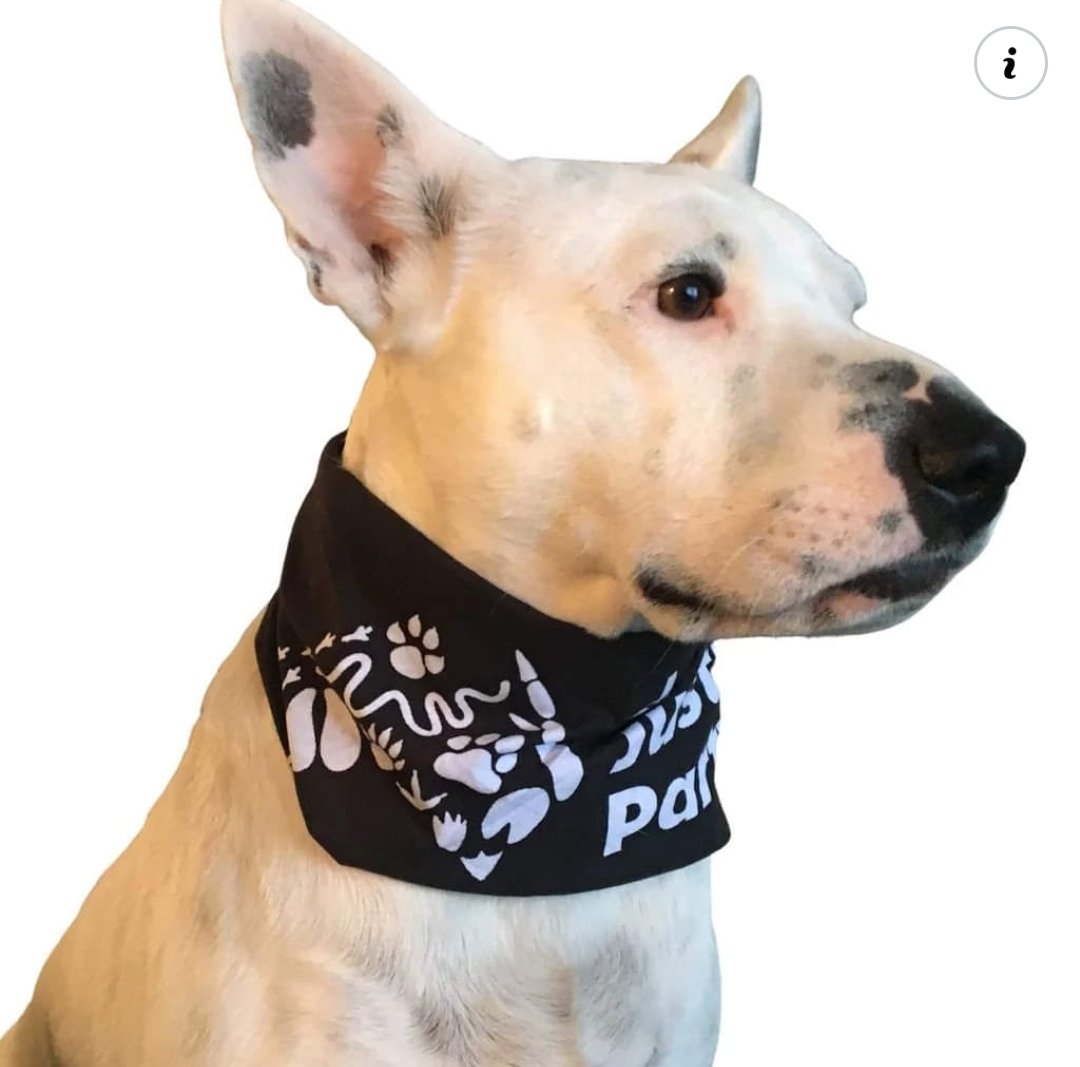 Our gorgeous model, Rosie Dot proudly wears one of our bandanas. Does your pup represent? Get them a bandana - only $6 for a limited time! shop.animaljusticeparty.org/collections/ac…