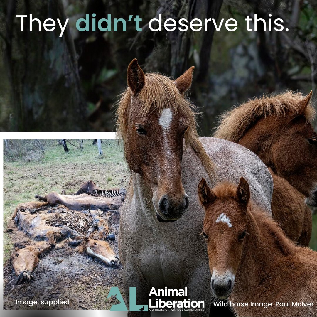 The wild horses of Kosciuszko National Park (KNP) are still being killed by aerial shooting and we know they are not dying from one shot either. Use our direct action link to demand the NSW Premier Chris Minns immediately end the aerial culls- al.org.au/stop-the-aeria…