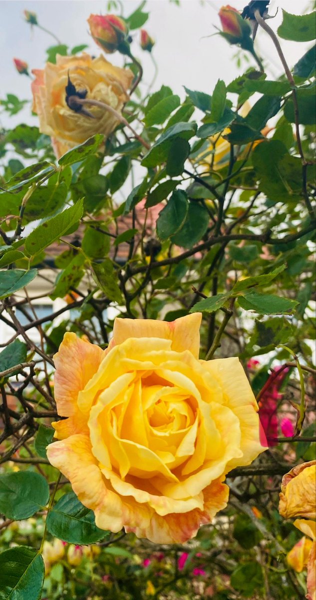 Sunshine and roses ☀️#FlowersOnFriday #FridayFlowers
