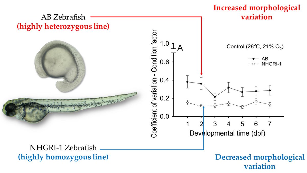 🐟 #New Paper in 2024 ✍️ '#Genetic Basis for Morphological Variation in the #Zebrafish Danio rerio: Insights from a Low-Heterozygosity Line' by Gil Martinez-Bautista et al. 👉mdpi.com/2410-3888/9/5/… 📌#variation #growth