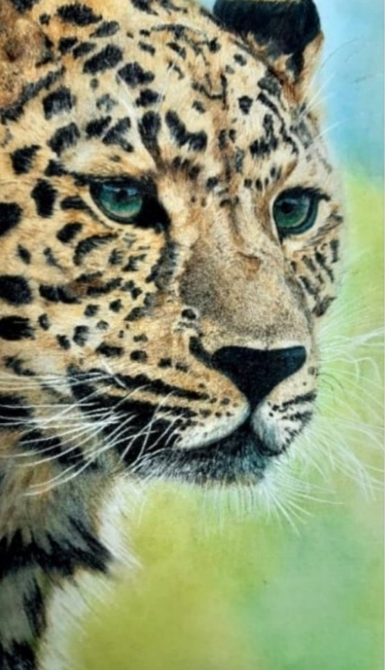 Hi fam💕 New drop in the #objktcom😍🤩 This is a drawing that I drew with colored pencils, this is a rare species of Iranian leopard #cheetah. which is very beautiful. 🐆Name: iranian cheetah 🐆Ed: 4/4 🐆Price: 7 #xtz #nftart #physicaldrawing objkt.com/tokens/KT1AE8m…