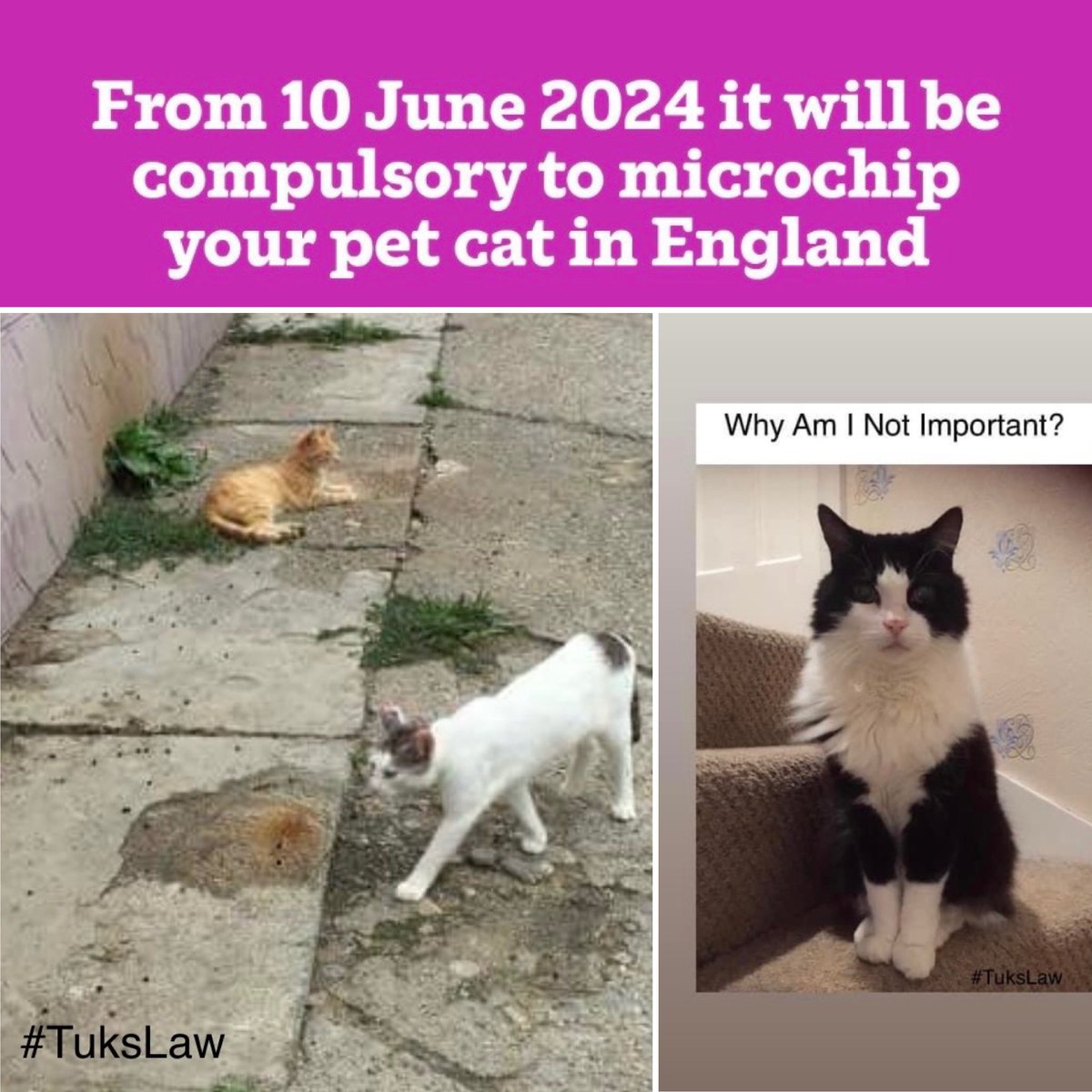 Help us save the lives of cats and ensure they have the same 7 day stray protection as dogs. facebook.com/share/p/gdikKf… Sign Our Petition For A Long Overdue Debate On Euthanasia petition.parliament.uk/petitions/6581… #TuksLaw @CatsProtection @SOSmoggies @APGOCATs @CatsMatterUK @CPMediaTeam