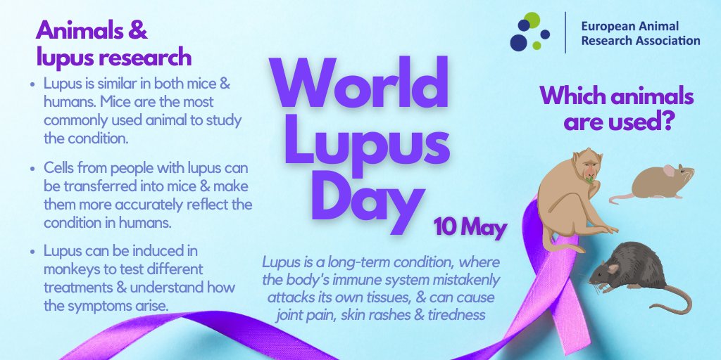 Today is #WorldLupusDay! 🐁🐒 Here's how animals such as #mice & #monkeys have contributed to the study & treatment of this autoimmune condition. #Lupus