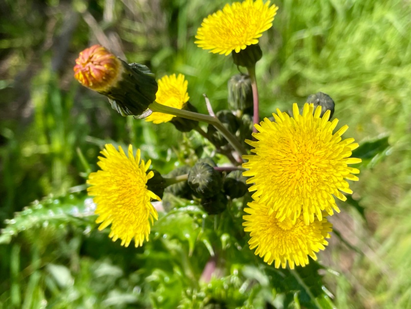 Just discovered a new plant (to me). Sow thistle #wildflowers Looks like a cross between a dandelion and a thistle @DandelionAppre1