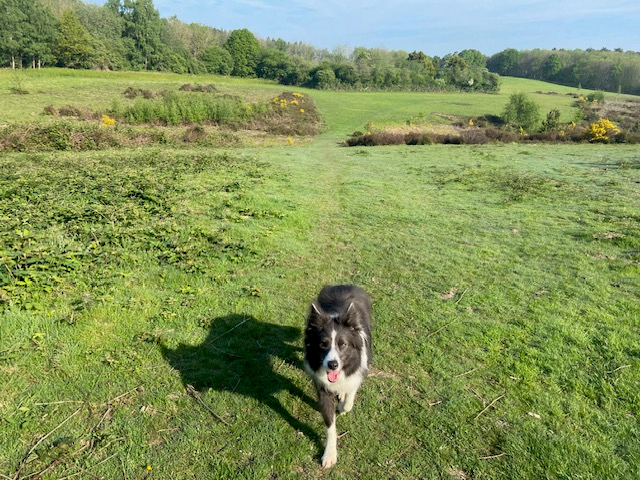 Sunshine and wolf shadows.
 #writingcommunity #amwriting #booktwitter #bookx
#bordercollie #colliesoftwitter #lovecollies #authordogs #xdogs #xcollies #readingcommunity