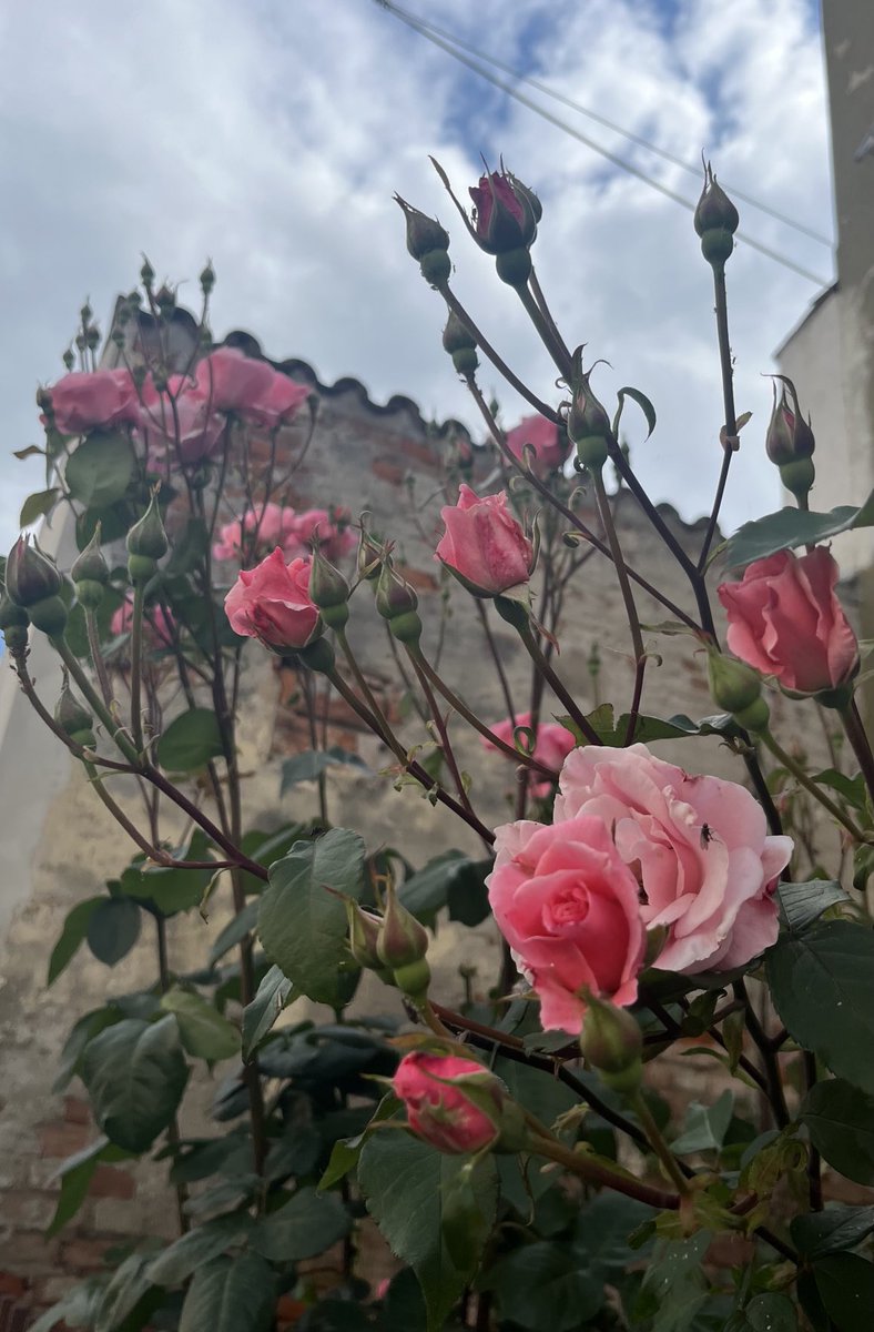 Rose e crepe, la natura abbraccia.