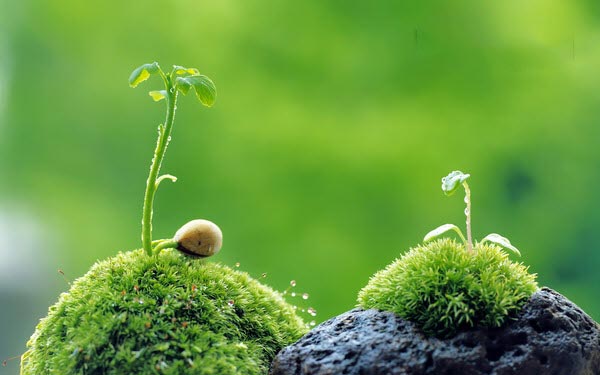 HoangDat_SEOer's tweet photo. KHÔNG HẠT MẦM NÀO MỚI GIEO ĐÃ THÀNH CÂY CỔ THỤ. KIÊN TRÌ, NỖ LỰC THÌ MỚI CÓ ĐƯỢC THÀNH CÔNG.
Không có gì là dễ dàng!
1. Thời gian
2. Kiên nhẫn và bất động
3. Nền móng
4. Hướng lên trên
5. Hướng về ánh sáng https://t.co/QtlHZC2BDx