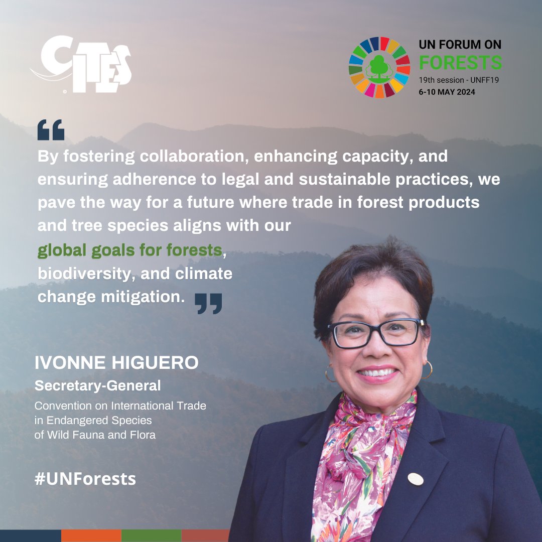 The int'l trade in over 800 #tree species is regulated by CITES. 🌳

At #UNFF19 this week, CITES Secretary-General @ivonnehiguero exchanged with fellow members of the Collaborative Partnership on Forests (CPF) on forest-based solutions to the triple planetary crises.

#UNForests