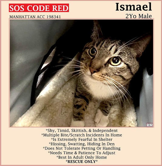 🆘CODE RED🆘TBD SAT 5/11/24🆘PLEDGES NEEDED🆘 💓SCARED 2YO GRAY #TABBY & WHITE KITTY 'ISHMAEL'💓 😿💔DUMPED 4 AGGRESSIVE BEHAVIOR, NOT THRIVING IN SHELTER 🚨NEEDS #RESCUE #FOSTER🚨 ⏩198341 facebook.com/photo/?fbid=85… 🚨NEW HOPE RESCUE ONLY🚨 🙏🏽#PLEDGE 2 #SAVEALIFE #MANHATTAN #NYCACC