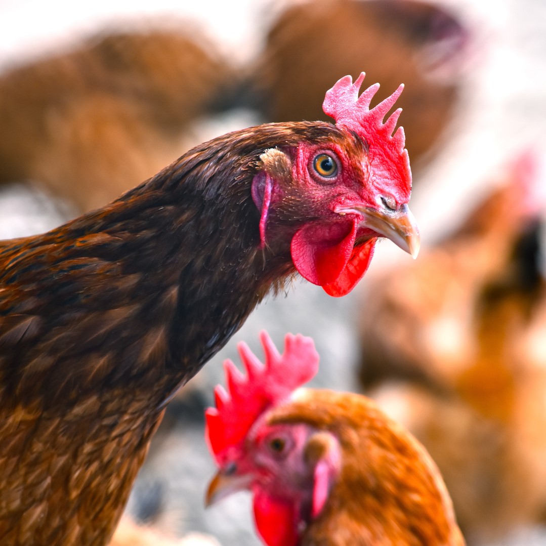 #WorldPoultryDay 🐓 At Ceva, we are convinced that prevention & effective disease control are the key to protecting the health of all: from animals to humans to our planet. In the #poultry production chain, we strive to develop safe, effective & innovative health solutions.