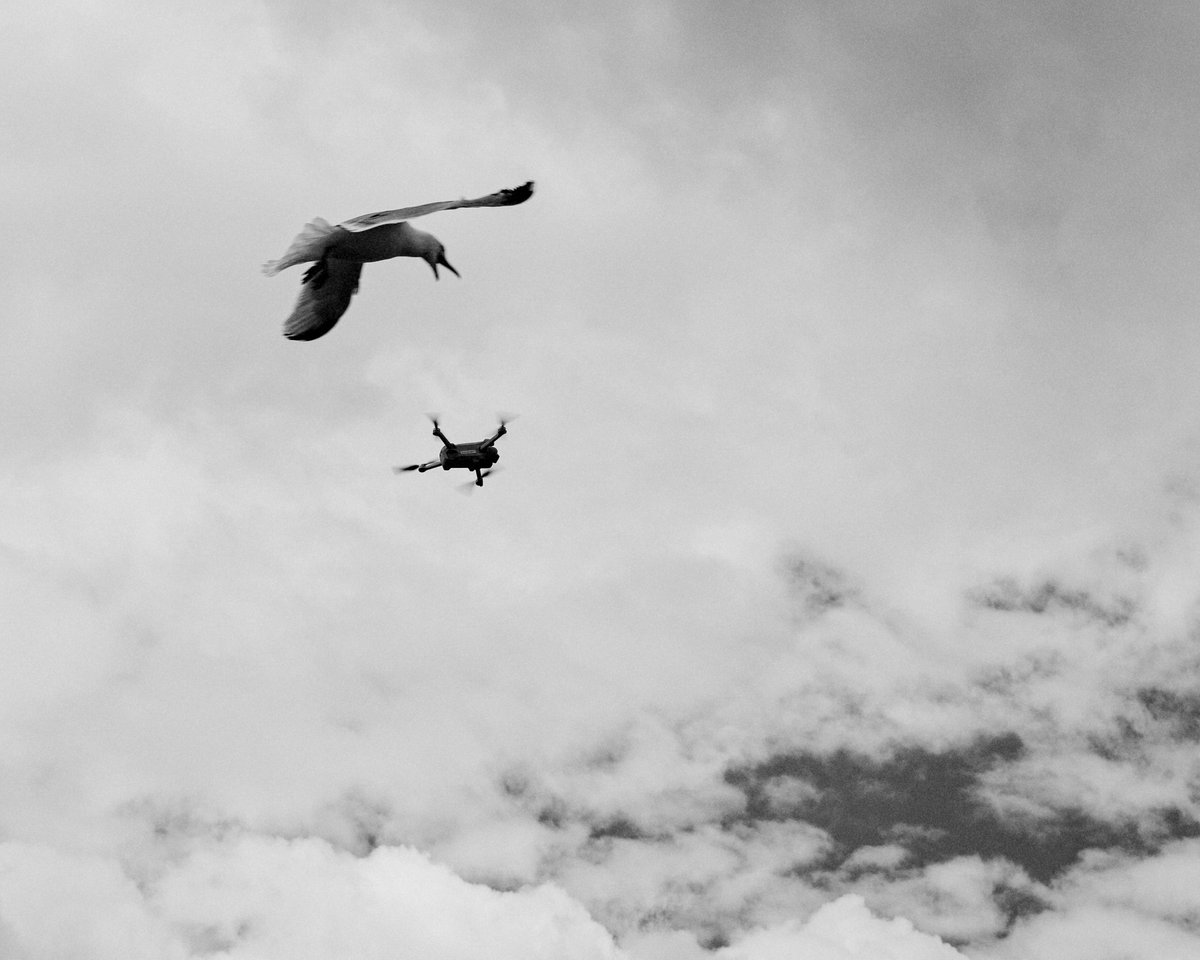 Seagull vs Drone #photography #blackandwhitephotography