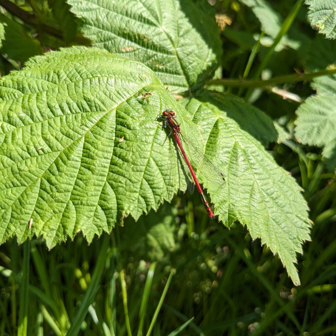 #LargeRedDamselflies are beginning to emerge from ponds and other waterbodies. This is a male with an all red body. Females have a much more varied colour range from red with yellow markings to dark grey. This was at Springs Pond Wood near #Ongar. @eppingforestdc @BDSdragonflies