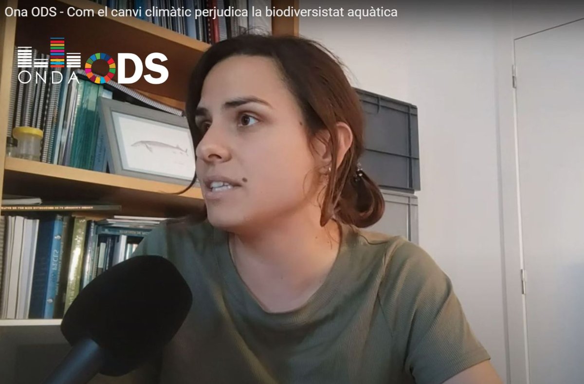 Com el canvi climàtic perjudica la biodiversitat aquàtica
Ho explica Marta Jutglar del @cerm_uvic  
Segueix les càpsules informatives #ONAODS #ONDAODS 👇
💻 youtube.com/watch?v=q5ku2s…
📻 el9nou.cat/el9fm/programa…