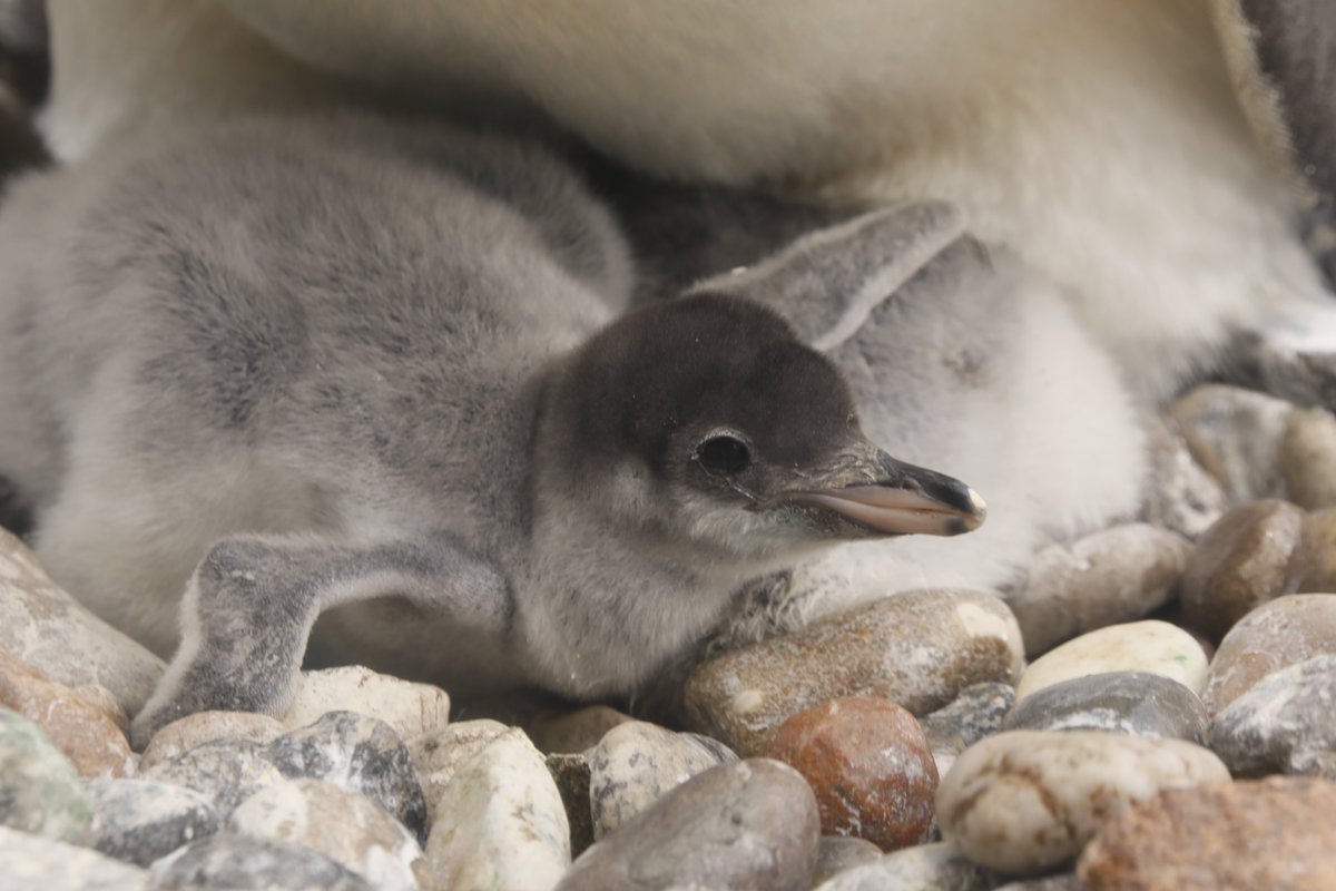 EdinburghZoo's tweet photo. EGG-CITING NEWS... our penguin chicks have started to hatch 🐧

This year is particularly exciting as we've welcomed FIVE endangered Northern rockhopper chicks - the most we’ve ever had! 

Come see the new arrivals at Penguins Rock. Book online and save 🎟️ https://t.co/pCzZQEBZQI https://t.co/30DDeVvwvx