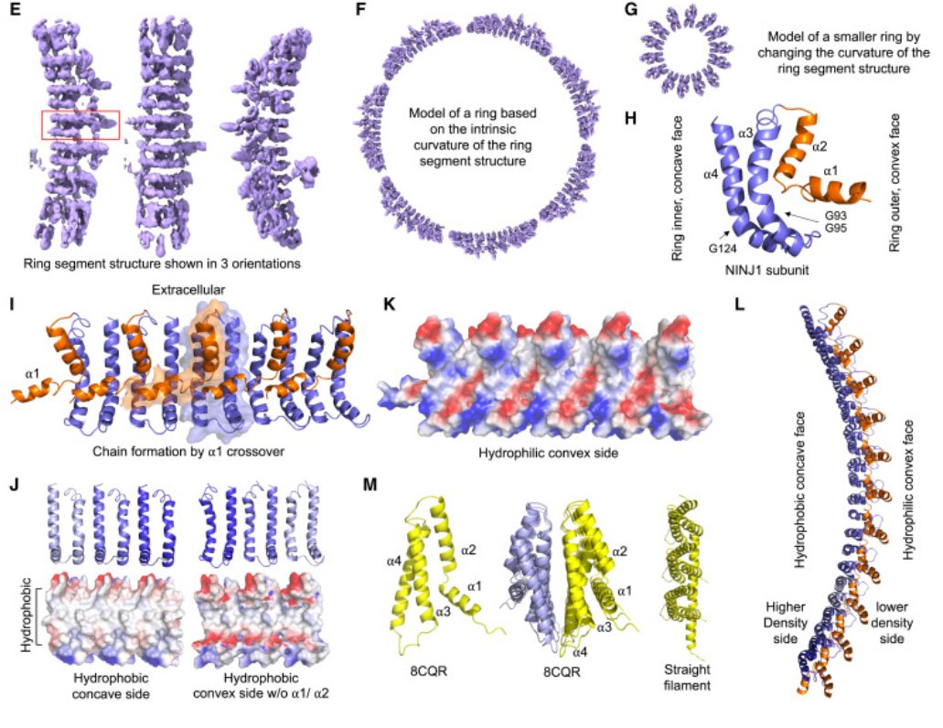 NINJ1 mediates plasma membrane rupture by cutting and releasing membrane disks. Cell 187, 224. Check the #CryEM #structure of this #membrane #protein in the UniTmp database: pdbtm.unitmp.org/entry/8uip

sciencedirect.com/science/articl…