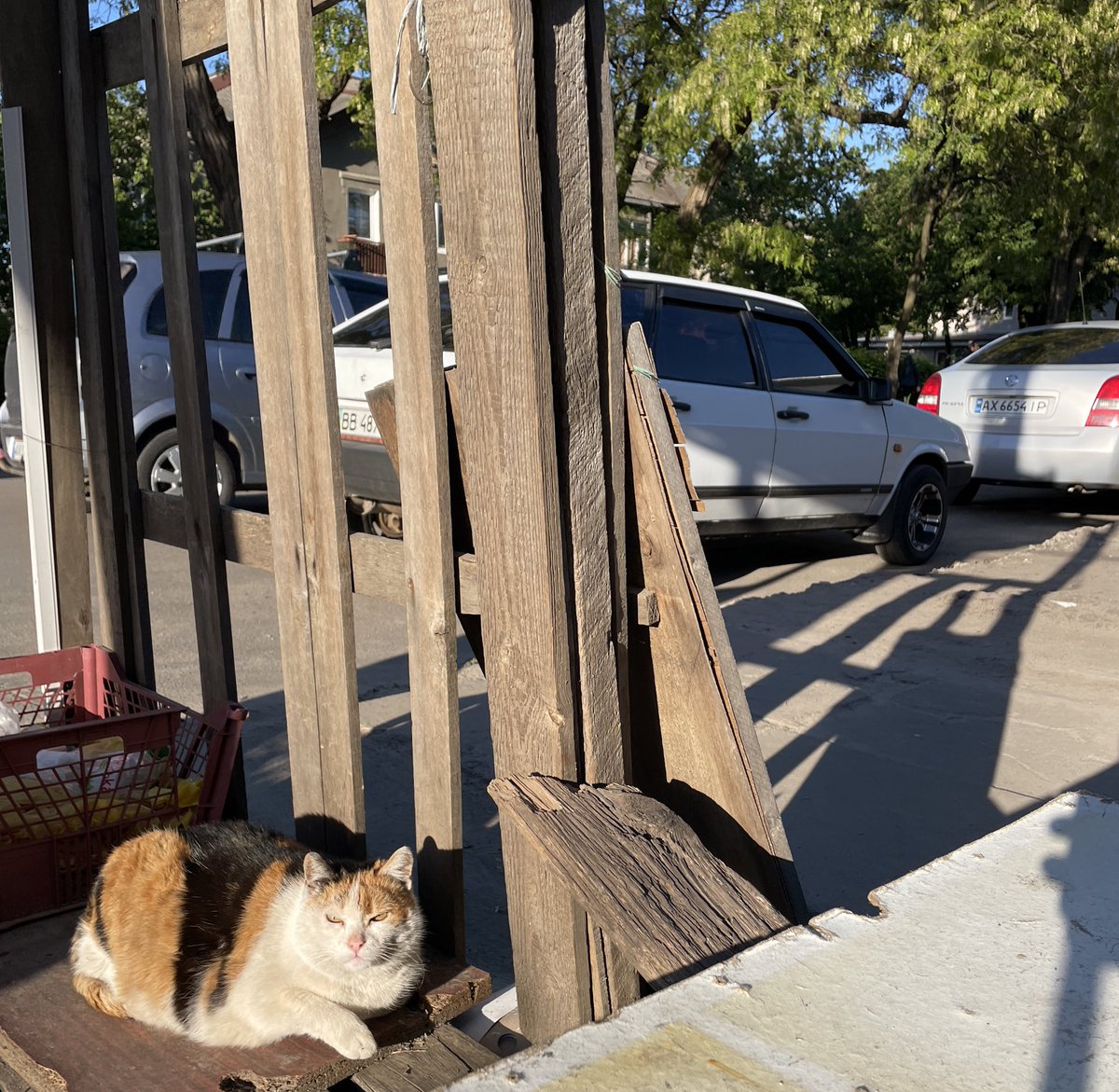 Kharkiv cat at the market, sold the goods and enjoying sun, have a sunny day you all😎