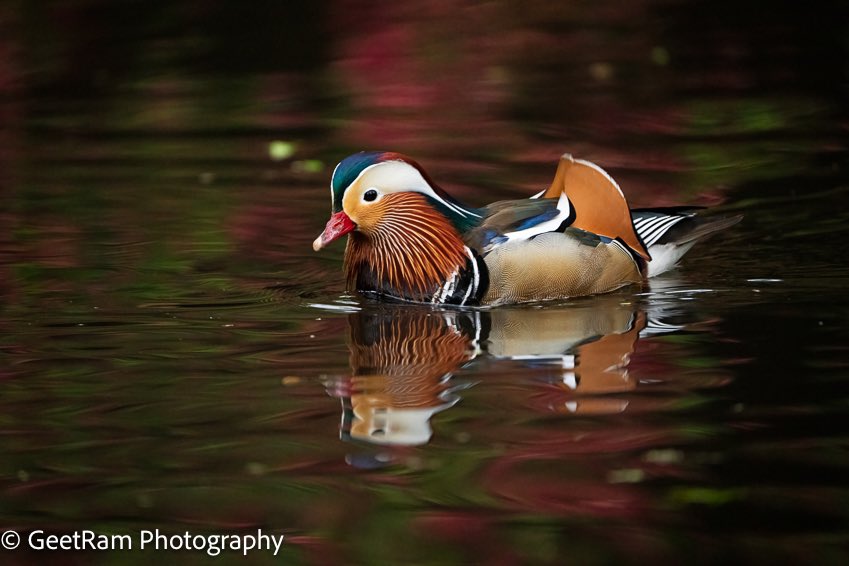 Spending time with nature is always rewarding and yes, it is time for reflection too 😍 @SallyWeather @SonyUK #mandarin #Duck #richmondpark #Reflections #REFLECTION #lovenature #rspb #wildlife #wildlifephotography #visitlondon #NatureExplorer #nature