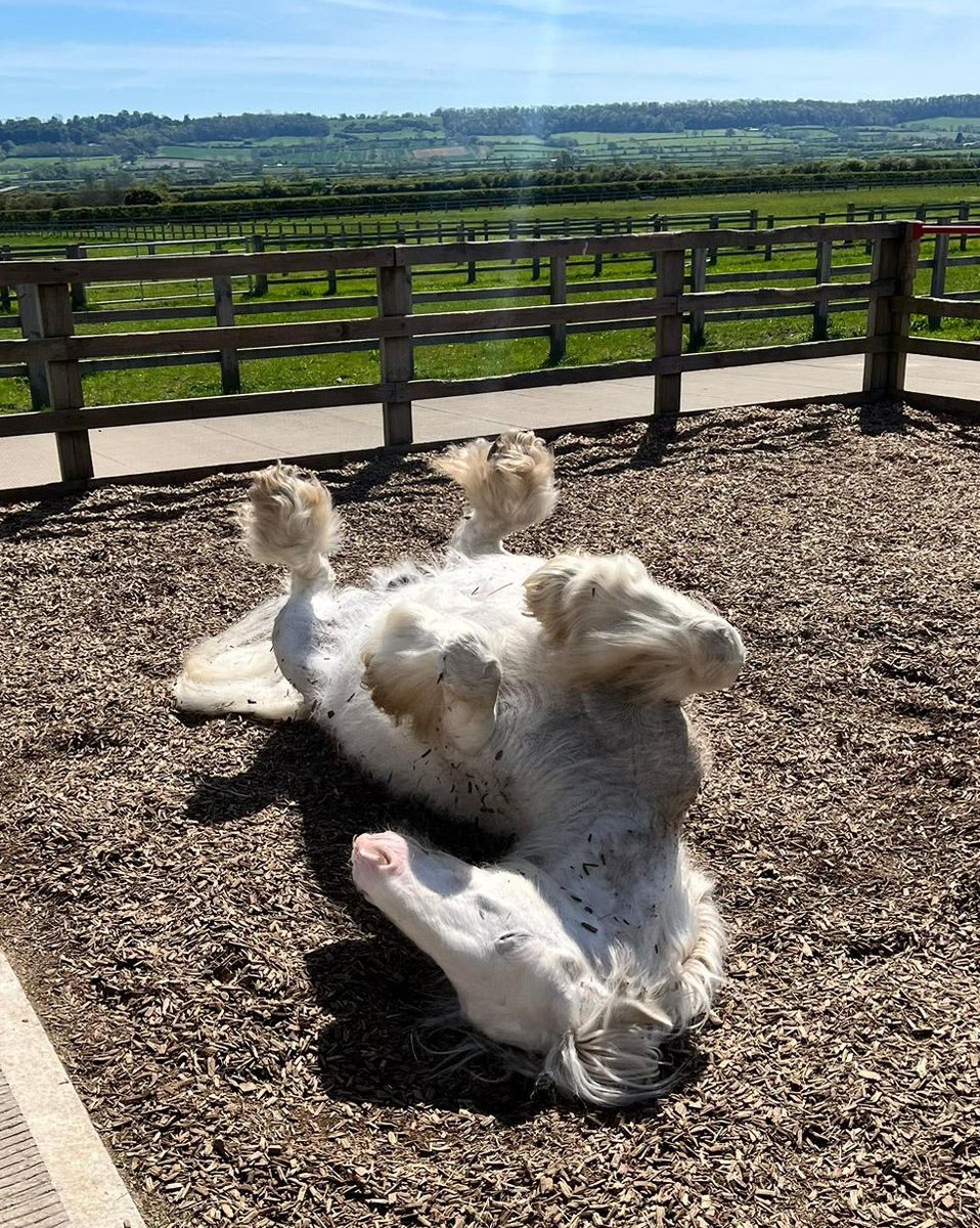 When the sun comes out at #RedwingsOxhill, so does Robin's tummy! 🤣🌞😎 #CuteFridayPhoto This fabulous photo was sent in by Rehoming Team Member Jaz. What a sight to behold in person! 🤣