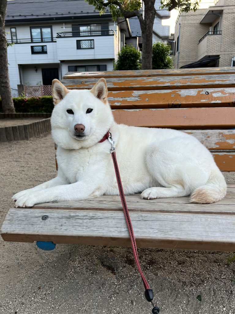帰ろ💢
#ベンチ犬