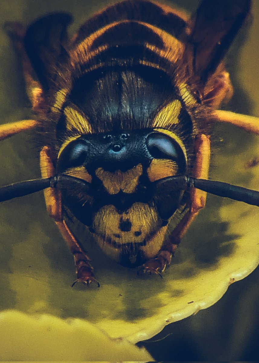 It might look cute, but don't let that fool you 🐝 #photography #macro #nature