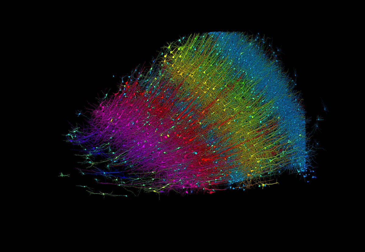 agencia_sinc's tweet photo. 🧠 En este milímetro cúbico de reconstrucción de cerebro humano, @Harvard y @GoogleAI han encontrado 57.000 células, 230 milímetros de vasos sanguíneos y 150 millones de sinapsis neuronales, lo que equivale a 1.400 terabytes de datos

Por @AnaHernandoDyO 

https://t.co/1OH0RvWlAY https://t.co/NWNa0d3b1k