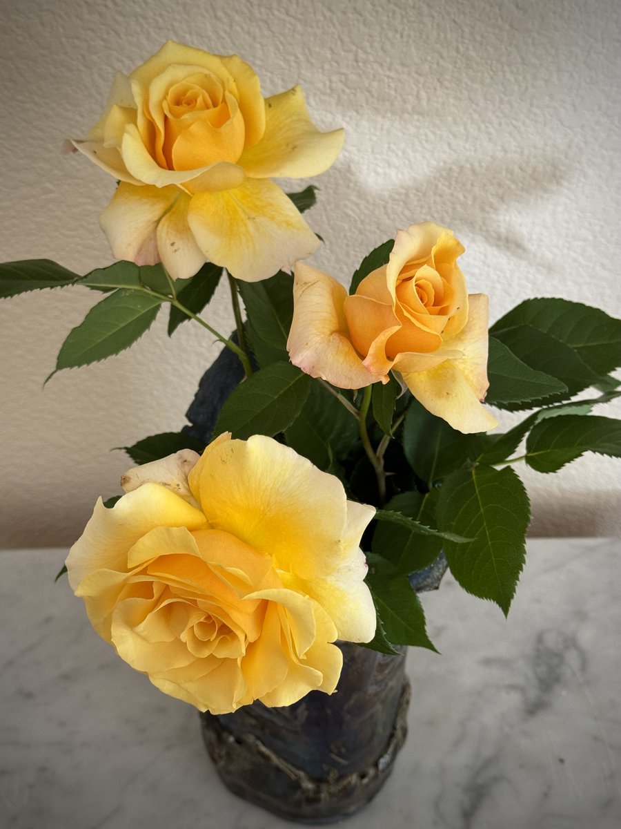 #HybridTeaRoses #FlowerPhotography Rosa 'Sunny Sky' Sunny Sky flickr.com/photos/2120271… Fresh picked from our garden ! Photo © outdoorPDK at Flickr, Napa, California, U.S.A., May 9, 2024 #GardeningTwitter #GardeningX