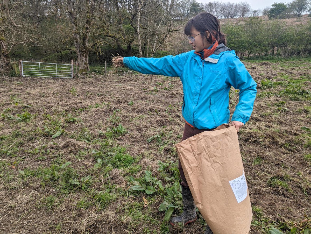 At #WilderPentwyn, trainees Thea and Sam spread wildflower seeds and green hay on turned up ground as a result of using a chain harrow pulled by a local farmer and our Tamworth Pigs, restoring species-rich pasture 🌸🌱 Email catrin@rwtwales.org for work placements] info!