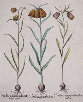 10 May '53  I had just been thinking that I might write an In Your Garden about fritillaries when here comes the complete monograph on the subject; Fritillaries by Chrisabel Beck. Miss Beck tells everything that the average gardener wants to know. fritillaria.org.uk