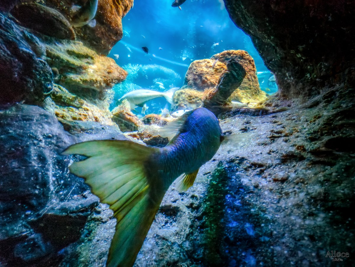 スマホで撮る新江ノ島水族館🐟️🦈🐠
 #青で繋がるみんなの輪