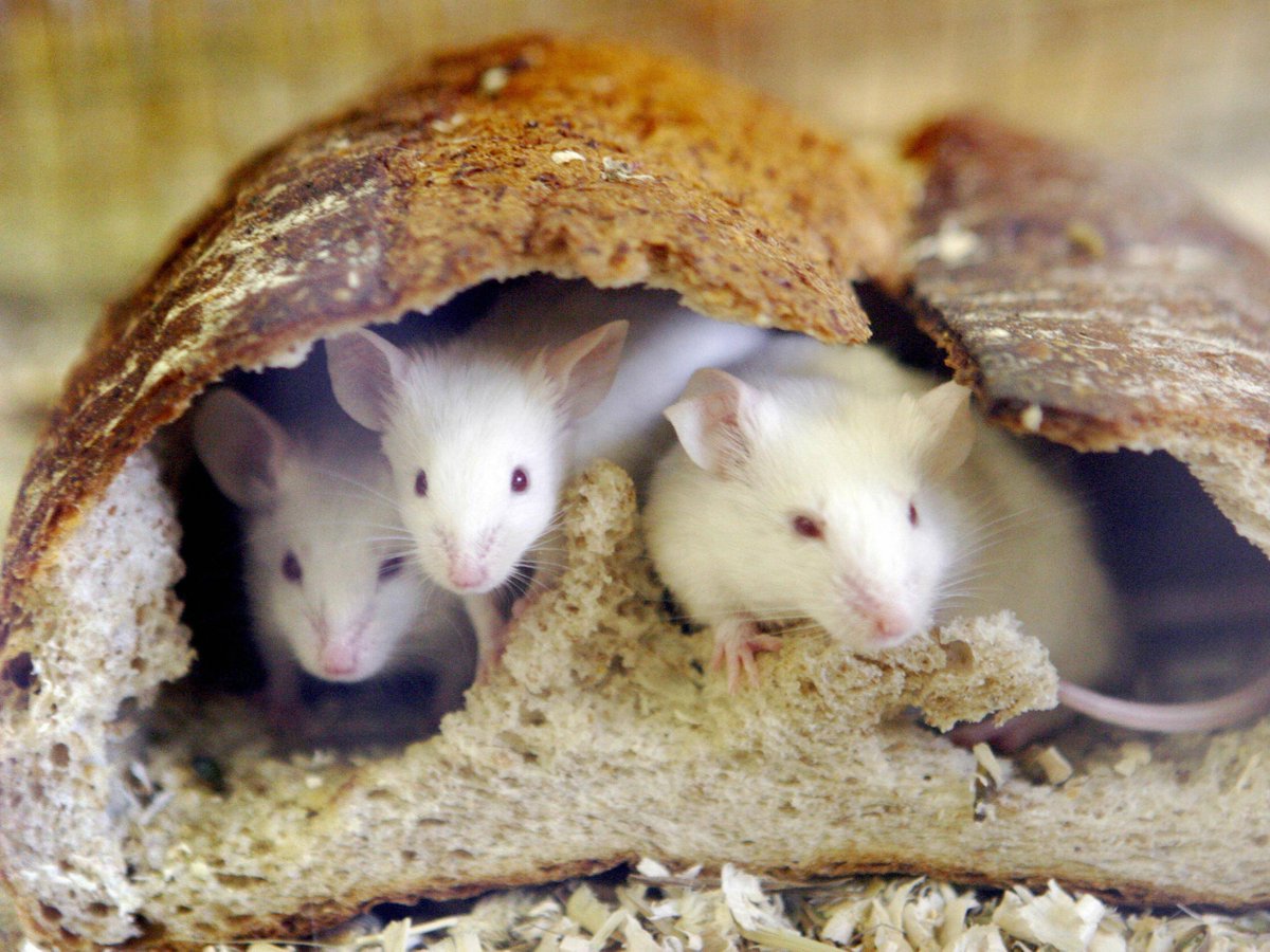 Japonya'da üreticinin iki paketin içinde siyah fare kalıntılarına rastladığını açıklamasının ardından 100 binden fazla paket dilimlenmiş ekmek geri çağrıldı.