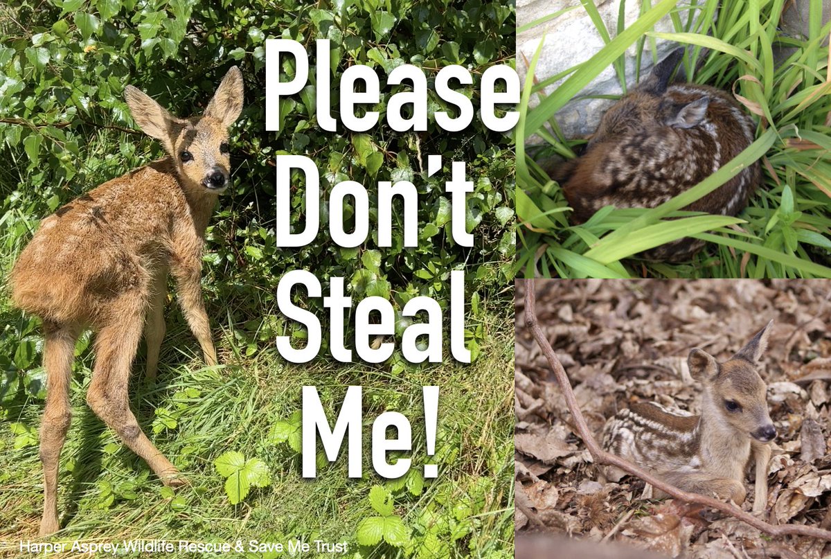 AnneatSaveMe's tweet photo. Don't steal me from my mum!  
Fawns stay safely in the undergrowth and where mum leaves them while she forages. They are commonly picked up by well meaning humans. Mum knows exactly where she left them so please don't steal them.  If in doubt leave and call your local rescue. https://t.co/ieOqahlLjf