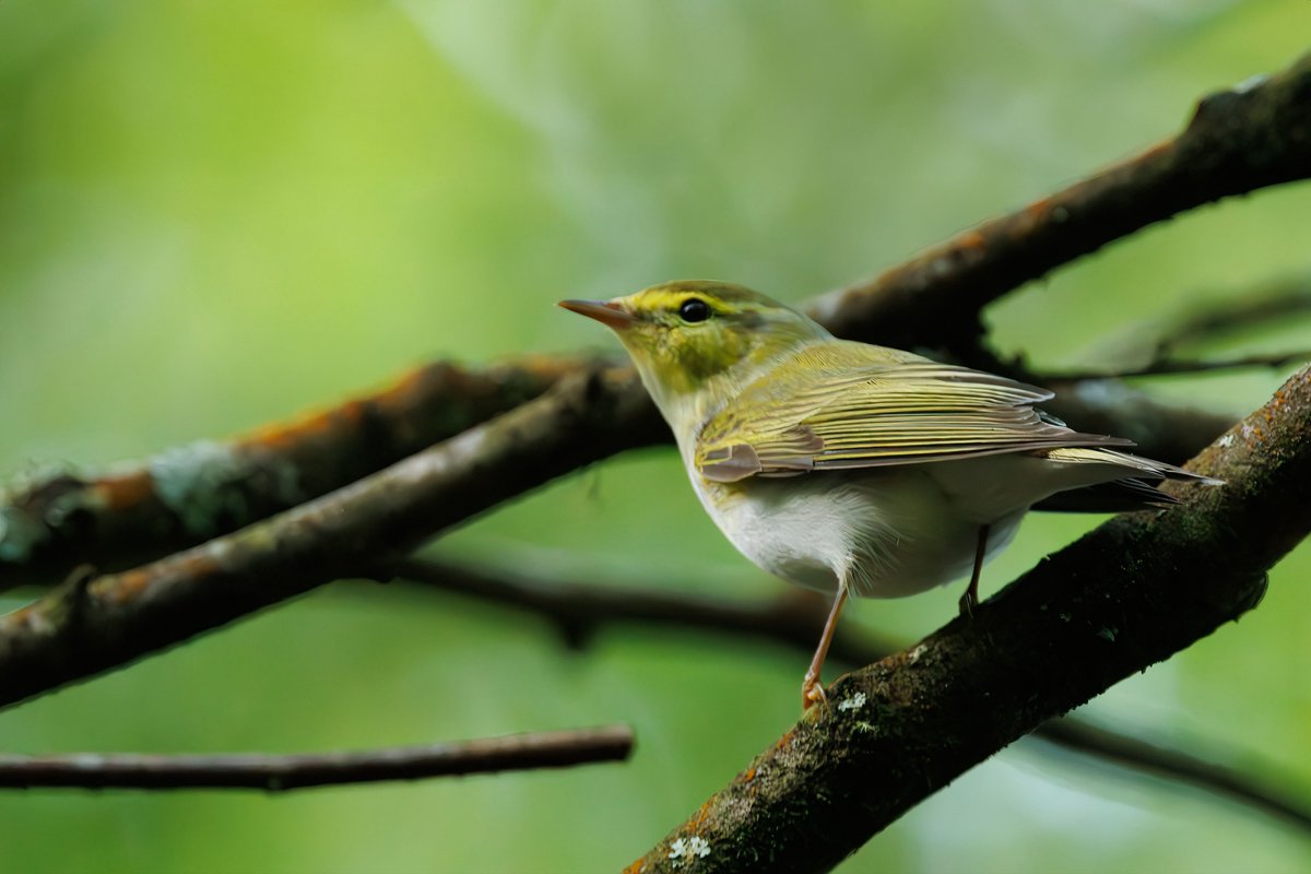 After 3 dips, I finally caught up with a Wood Warbler this morning in FoD. Good to chat with @ColdwellRocks #glosbirds