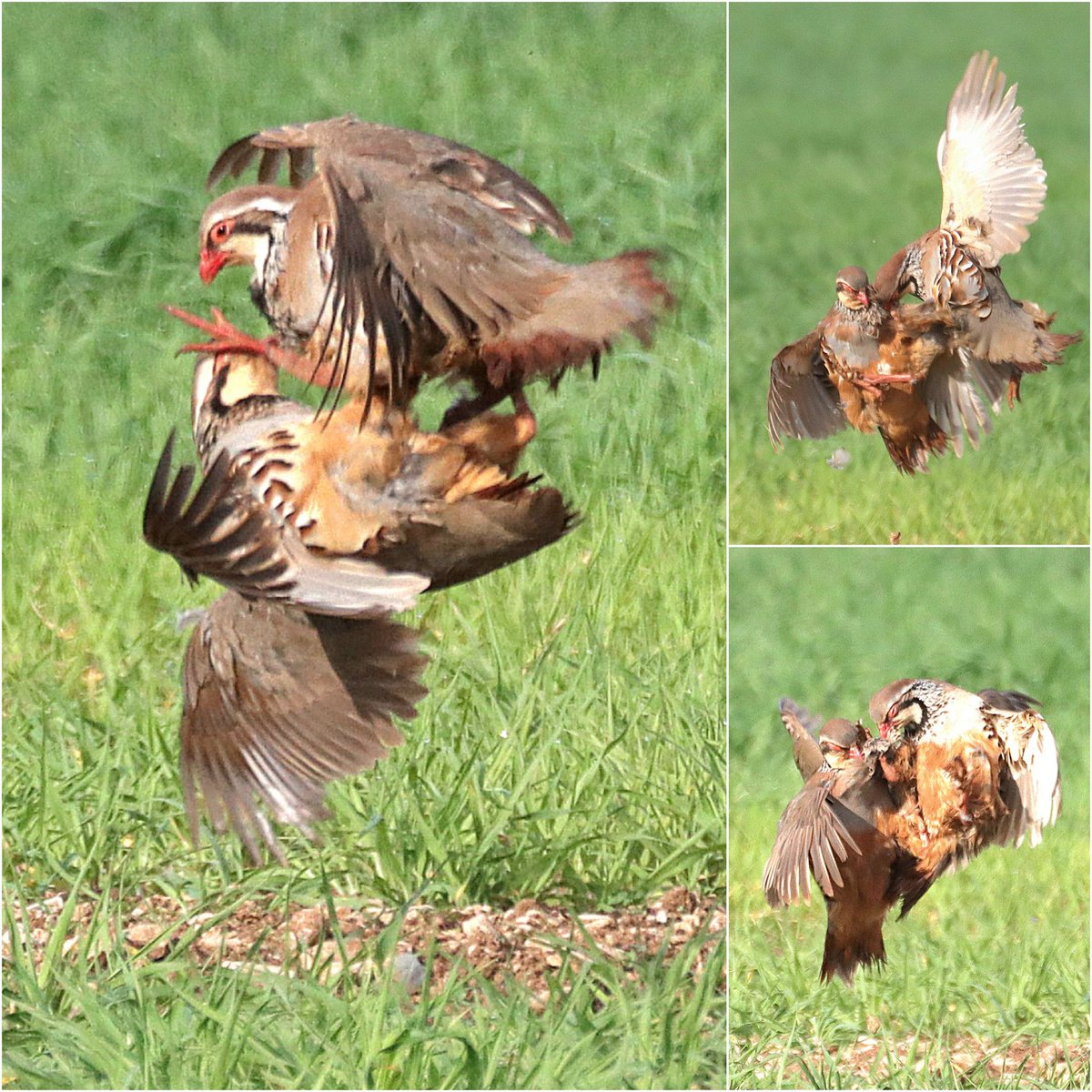 Rauceby: Red Legged Partridge having a right old battle for territory this morning. @Lincsbirding @_BTO