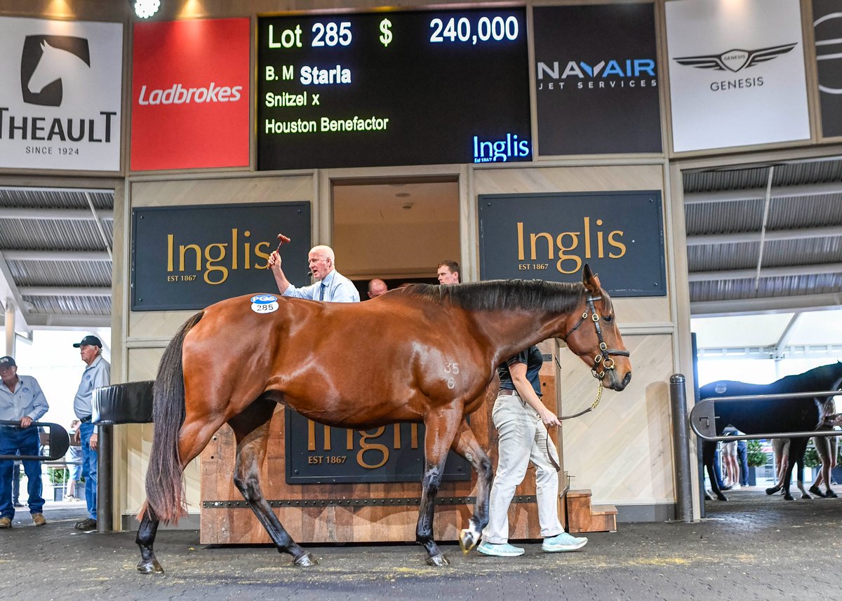 NEWS: A pair of mares on desirable covers shared top billing at today’s Australian broodmare Sale, bringing to a conclusion a successful week of breeding stock trade at Riverside. READ MORE: bit.ly/3UUS4D5