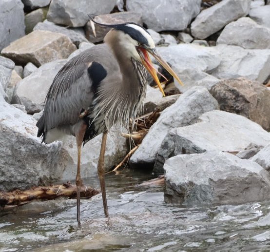 First photo this season of a Great Blue Heron! Wading at a rocky shoreline, lots of food, great view of the mouth ❤️ #heron #greatblueheron #birds #BirdTwitter #birdphotography #TwitterNaturePhotography #TwitterNatureCommunity ❤️