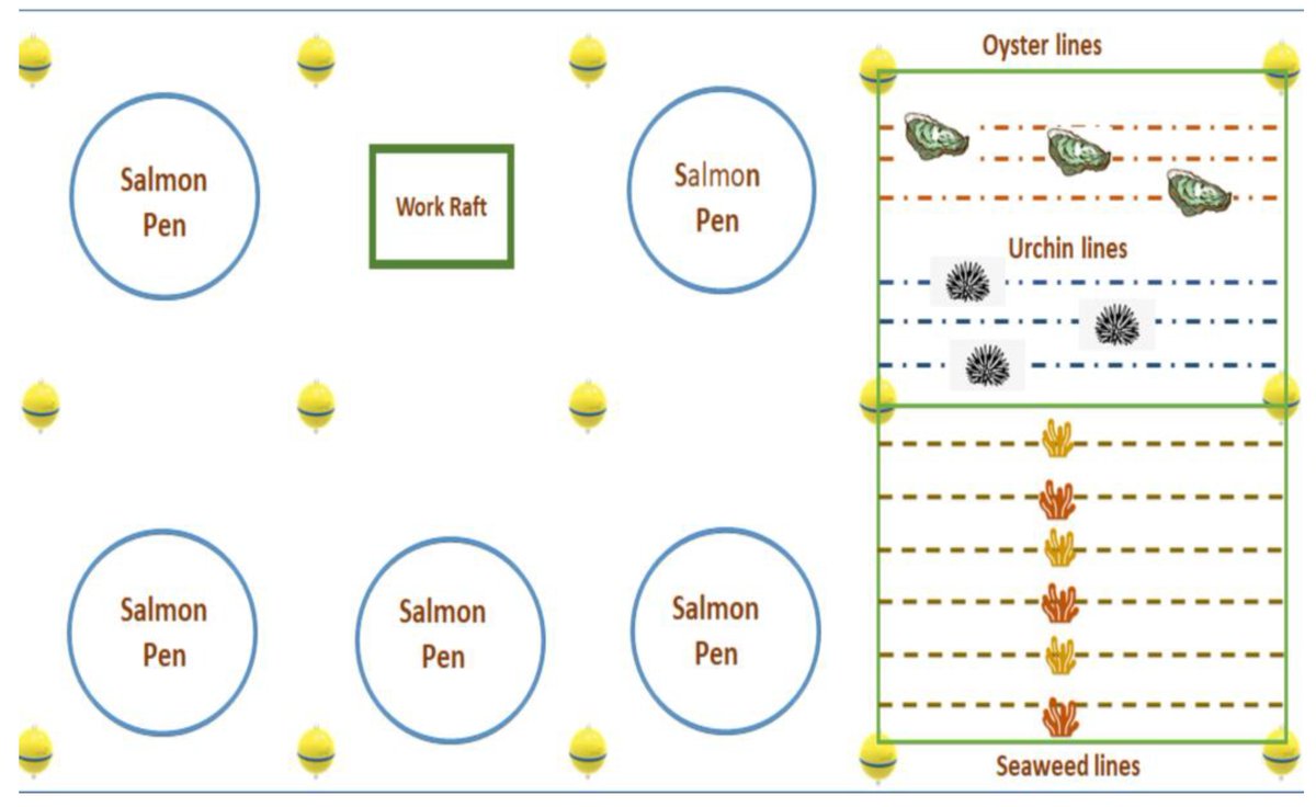 🐟 #New Paper in 2024 ✍️ 'Circularity Assessment in Aquaculture: The Case of Integrated Multi-Trophic Aquaculture (IMTA) Systems' by Daniel Checa et al. 👉mdpi.com/2410-3888/9/5/… 📌#aquaculture #IMTA