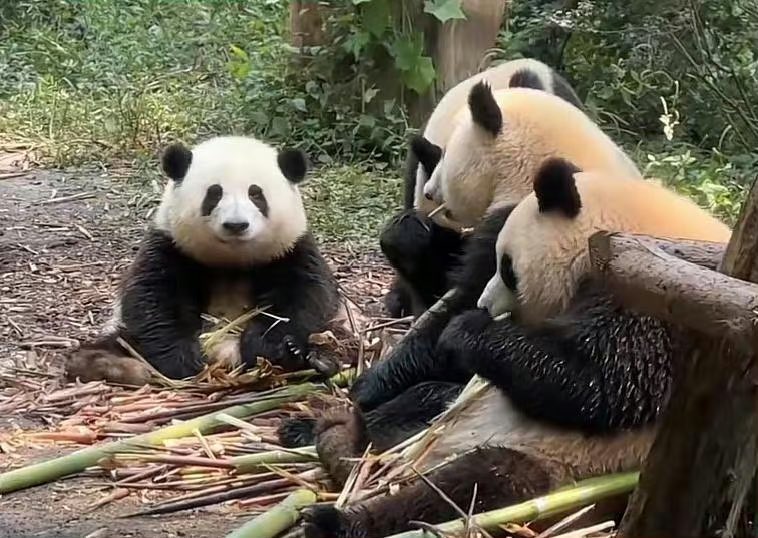 Hua Hua and three robbers 😀😀😀 #huahua #panda #animal #cute