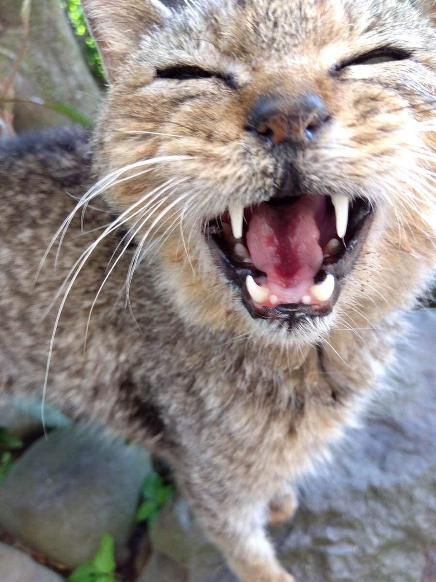 ただいま、チャミちゃん😺 あにゃた、絶対朝と別人でしょ🤣 恐るべしお肉のチカラ🍖 #にゃんこ食堂 #エステー保護ネコ応援プロジェクト