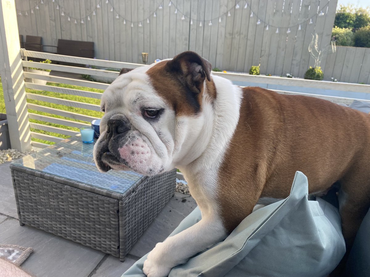 bulldog_harry's tweet photo. Uh oh, got caught #Nuzzling the posh new outdoor pillows 🐶 #HarryTheBulldog #FunInTheSun #FridayFeeling #Bulldog #Sun 🌞 🐾 https://t.co/QtHwLqqgHz