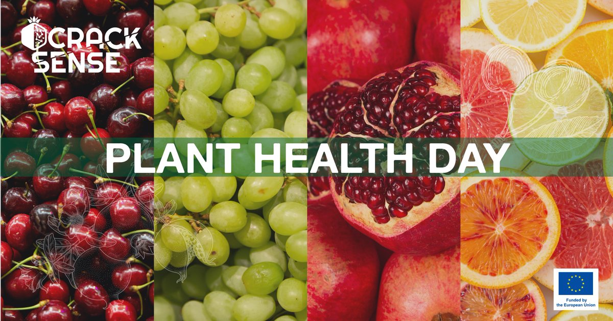 🥳 Join us in celebrating International Day of Plant Health on May 12th!

🔎 Our blog explores its history, global celebrations, and threats to plant health. 🌱

👉 Read more: bit.ly/3WBW8JE

#HorizonEurope #ResearchImpactEU