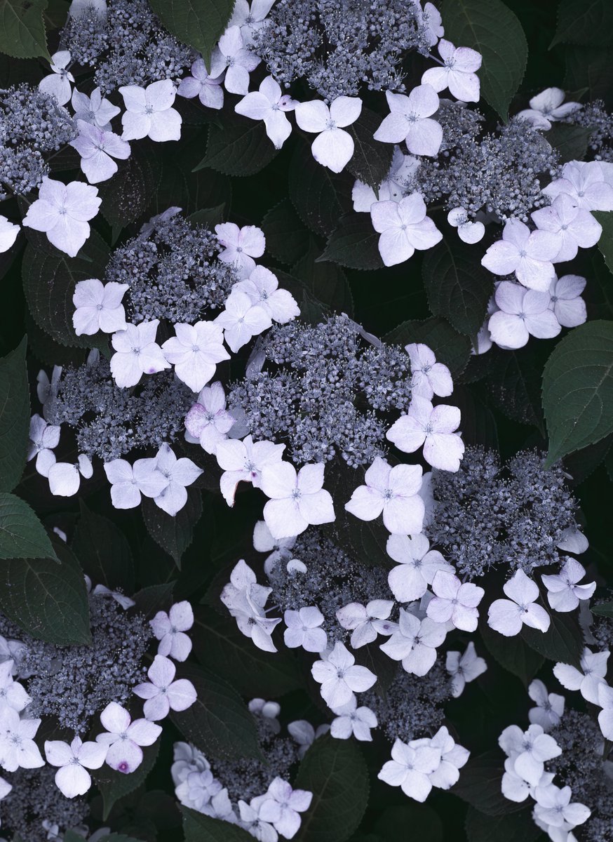 深い森に静かに咲いていた美しい白紫陽花