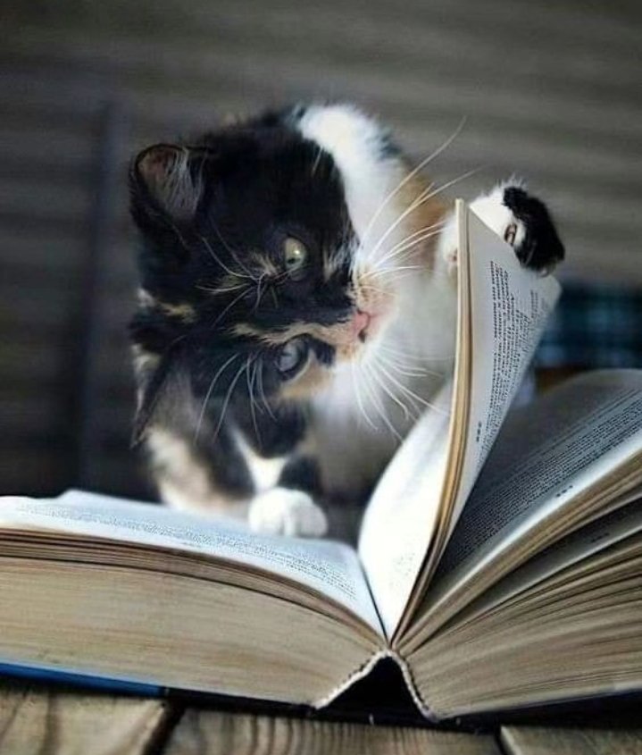 Keep quite,studying...
#CatLovers