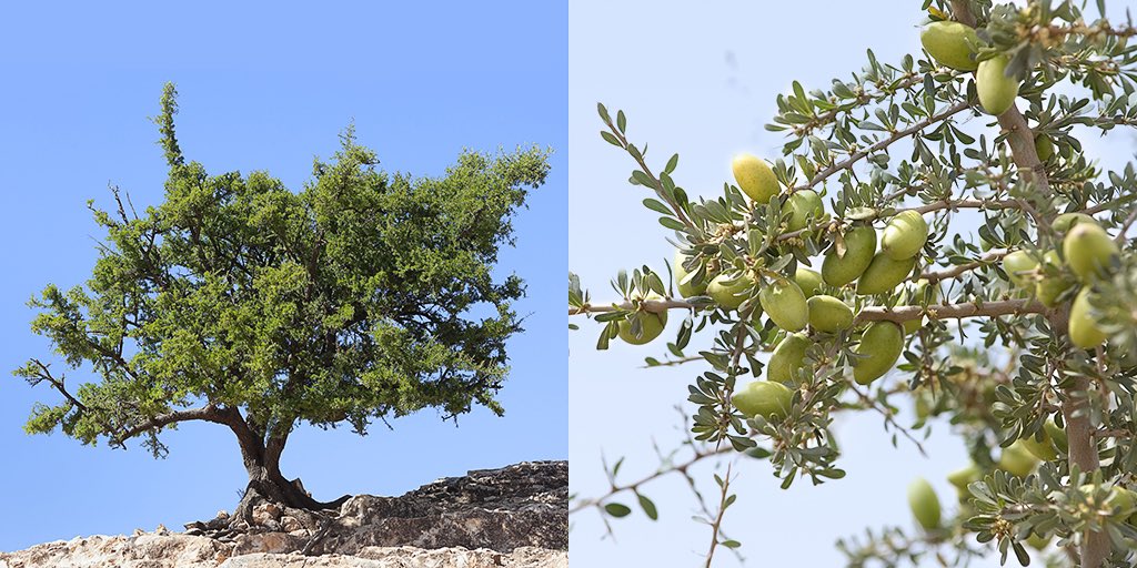 On this International Day of #Argania, we honor argan trees as pillars of semi-arid ecosystems contributing to #foodsecurity and #climateresilience.   At OCP, we've planted thousands of #argan trees, empowering local women to leverage this natural wealth. 🌳   #IDA2024 #JIA2024