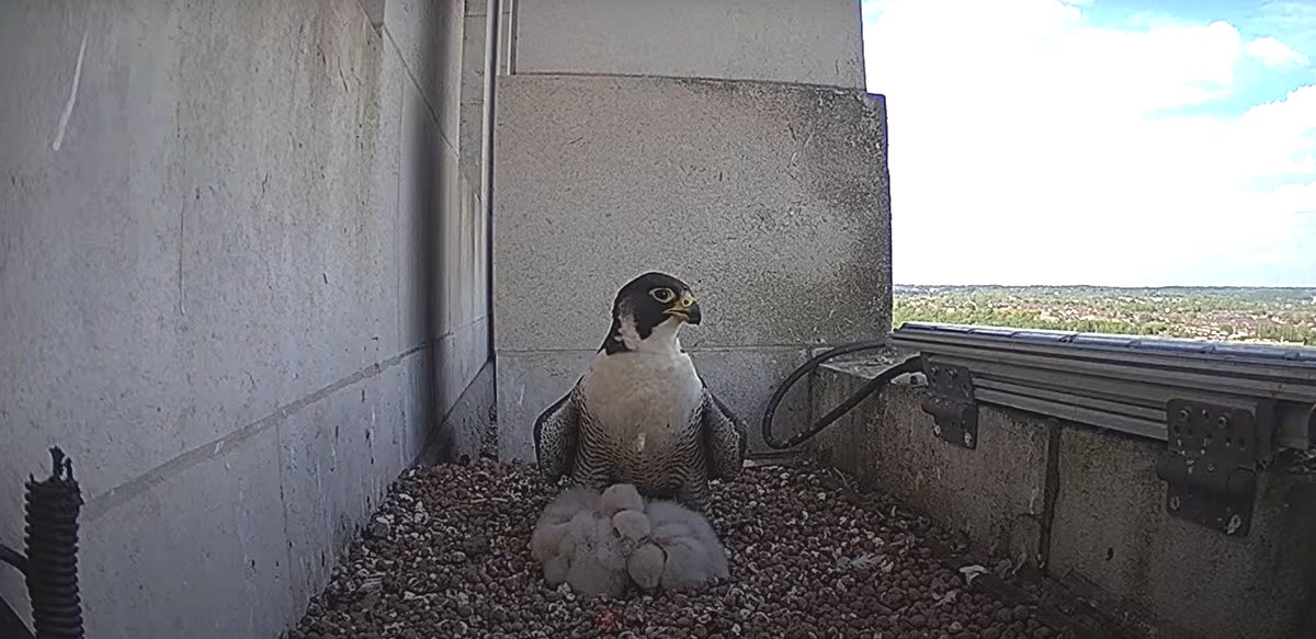 The @UoLperegrine chicks are just over a week old - haven't they grown?! Join us on Monday 20 May to find out more about peregrine falcons from @MikeHowroyd, Les Arkless and @leedsbirder. Spaces are limited! 🔗 sustainability.leeds.ac.uk/events/peregri… @UoLStudents @UniLeedsStaff @LeedsUniUnion