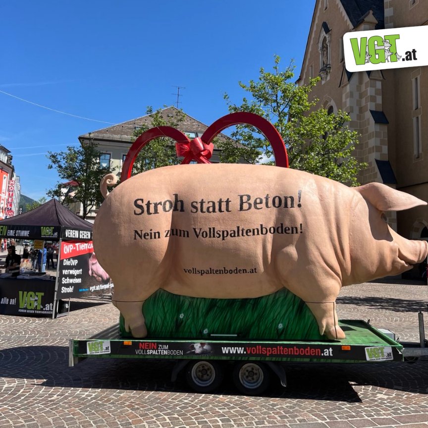 Vollspaltenboden-Protest: 5 m Riesenschwein „Grunzi“ in Villach und Klagenfurt! Wir warten mit zunehmender Ungeduld auf die Entscheidung der ÖVP, endlich für ein echtes Ende des Vollspaltenbodens mit verpflichtender Stroheinstreu zu sorgen! vgt.at/presse/news/20… !B