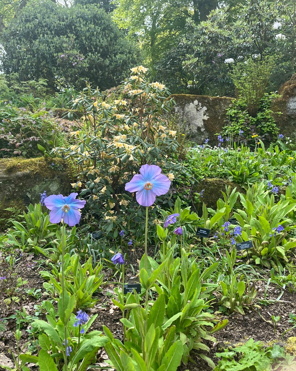 Our stunning Meconopsis are just starting to flower at RHS Harlow Carr! Also know as 'blue poppies' or 'Himalayan poppies', they grow best in cooler and wetter areas. #RHSHarlowCarr #HarlowCarr #Meconopsis #BluePoppy #HimalayanPoppy #SpringGardenDays
