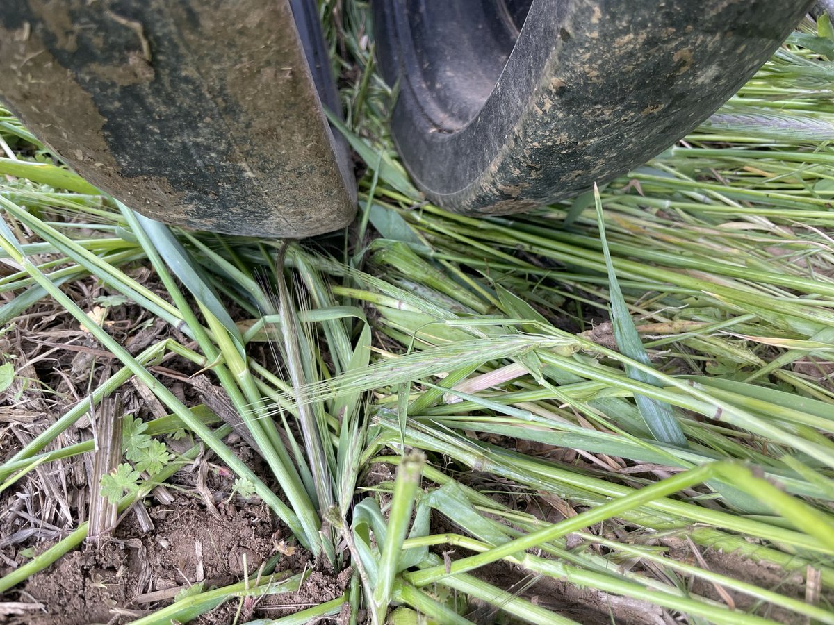 FWinkelhofer's tweet photo. Heute letzte #Aussaat des Frühjahrs: #Soja in #Grünschnittroggen. Das Pflanzenmaterial des Roggens dient als #Mulchschicht und wird nach der Saat noch angewalzt. Genau dieses Verfahren zeigen wir auf der #soilevolution vom 4.-6. Juni in Umbach. https://t.co/EFCay9AIzL https://t.co/tjASlhk5Gk