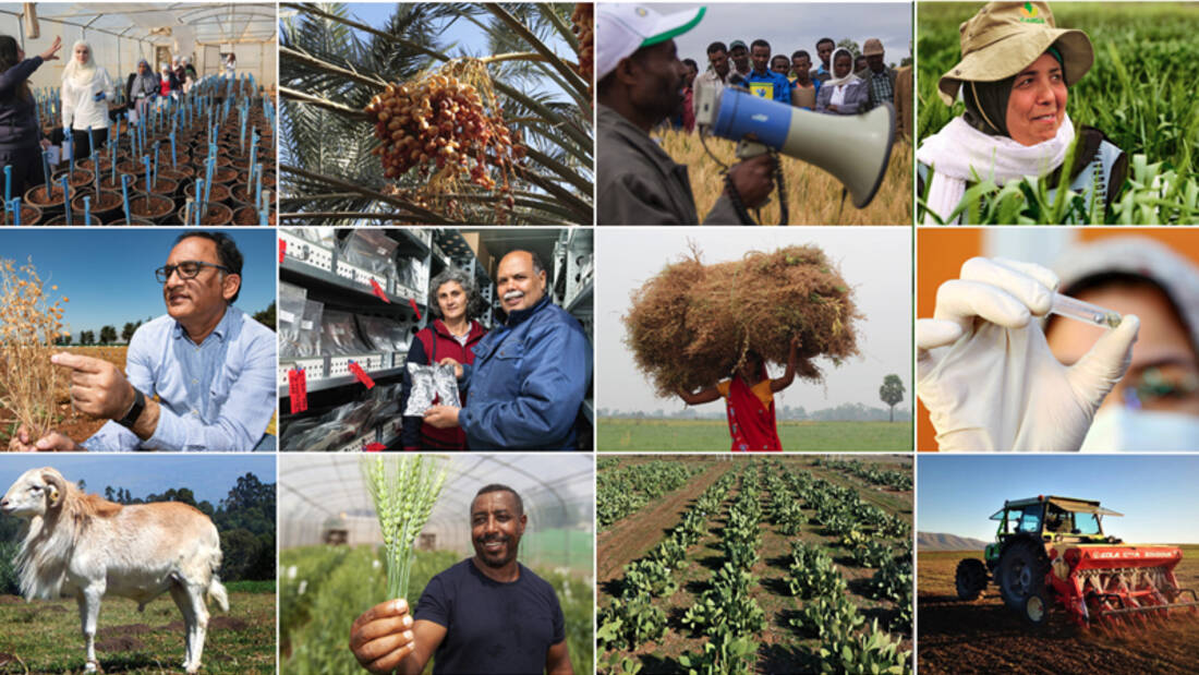 @ICARDA s updated research agenda 'centers around climate change science, to tackle complex and constantly evolving agricultural challenges.' Read through it and take a look here: icarda.org/media/news/ica…