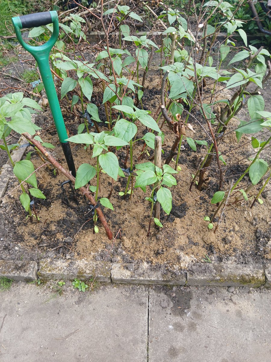 Sunflowers (for nephews mid Summer wedding) update: 'farm' patch (33 nr) with a fork for scale. Supported by dead twigs. Grit and slug pubs going in. Fed with Tommy liquid #GardeningTwitter