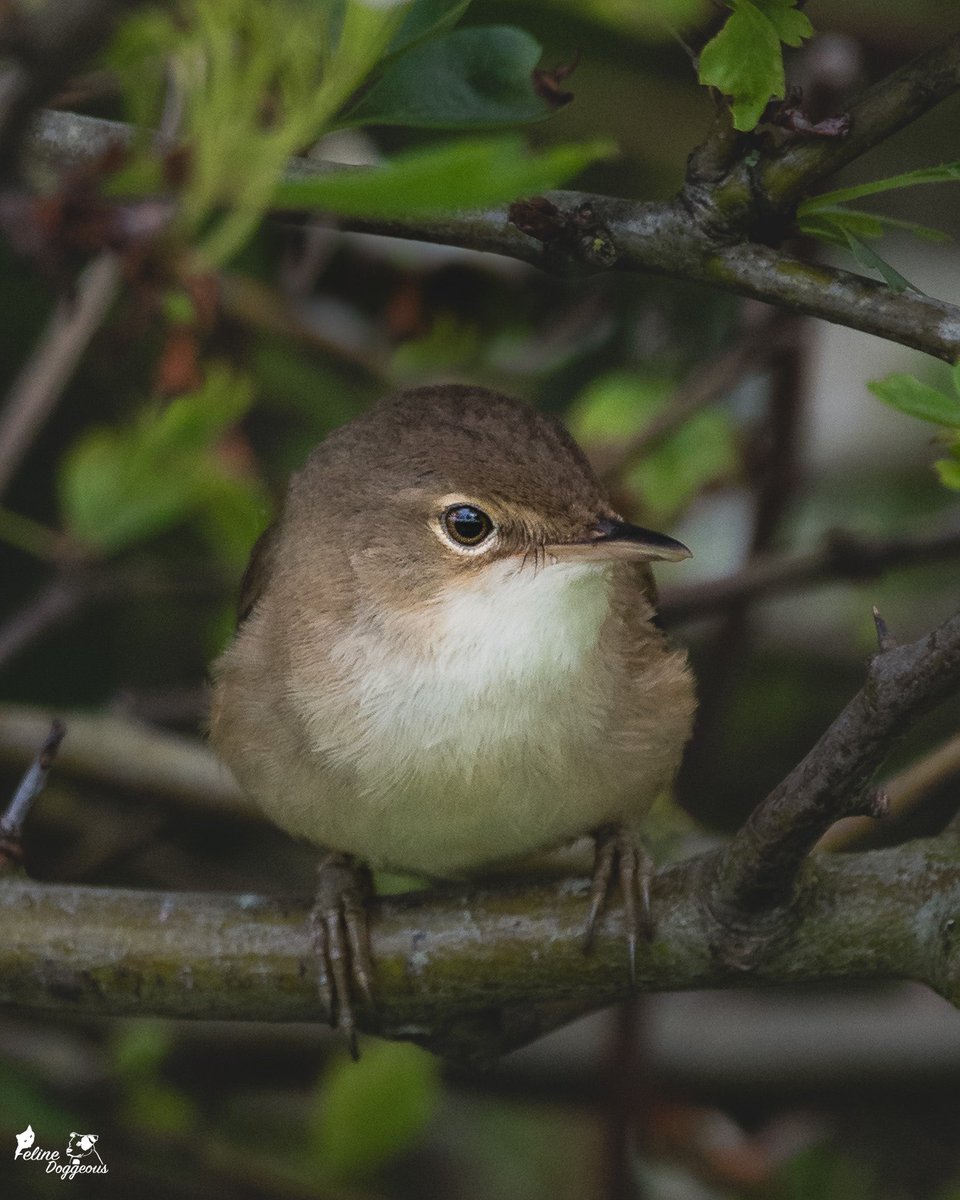 Goood morning World. Today’s photo of the day is this adorable Reed Warbler. A must have in my portfolio given my last name 🤪 A huge change is coming soon that I didn’t expect on my 2024 bingo card but I’m excited for the opportunity. If all goes well.. you will KNOW 🤣
